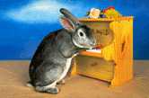 Rabbit playing piano